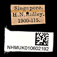 Xylotrupes gideon • All Rights Reserved Museum Label