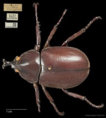 Xylotrupes gideon • © Ang Yuchen • CC BY 4.0