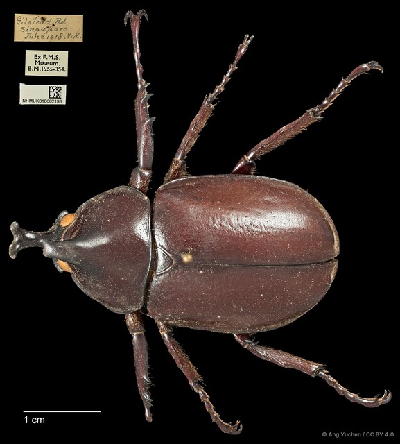 Xylotrupes gideon