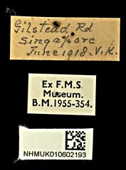 Xylotrupes gideon • All Rights Reserved Museum Label