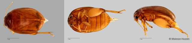 Scirtidae sp. "ZRCBDP0055749" • © Maimon Hussin • All Rights Reserved