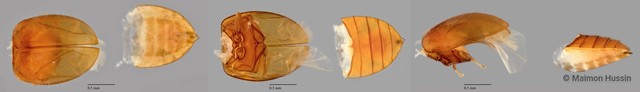 Scirtidae sp. "ZRCBDP0055764" • © Maimon Hussin • All Rights Reserved