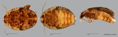 Scirtidae sp. "ZRCBDP0055800"
