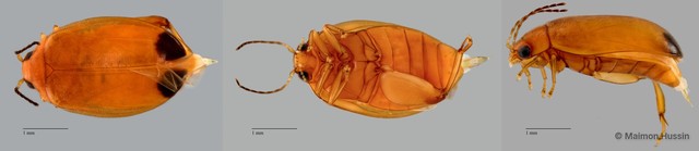Scirtidae sp. "ZRCBDP0055802" • © Maimon Hussin • All Rights Reserved