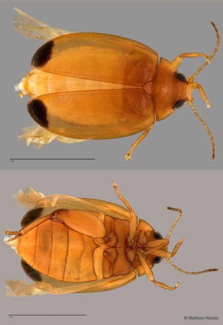 Scirtidae sp. "ZRCBDP0061247" • © Maimon Hussin • All Rights Reserved