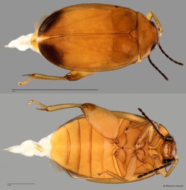 Scirtidae sp. "ZRCBDP0061323" • © Maimon Hussin • All Rights Reserved