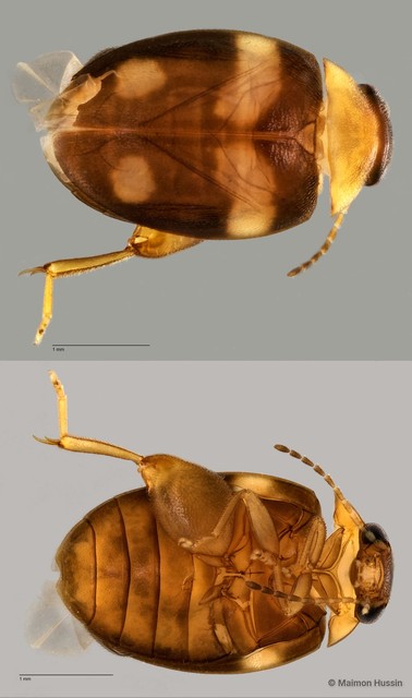 Scirtes sp. "flavoguttatus grp. ZRCBDP0057487" • © Maimon Hussin • All Rights Reserved