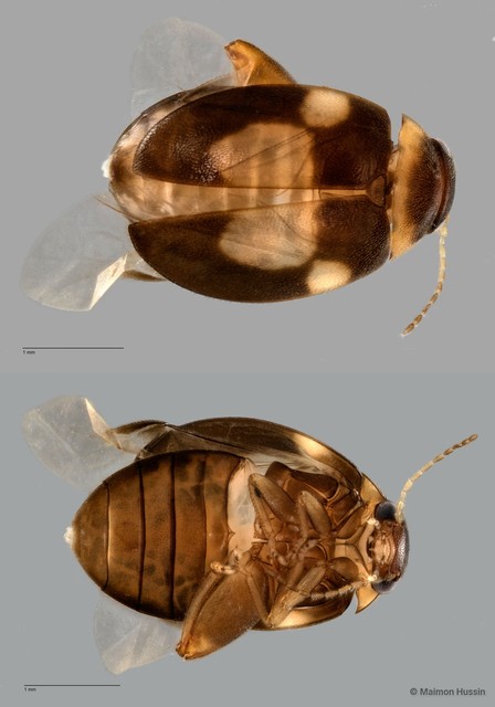 Scirtes sp. "flavoguttatus grp. ZRCBDP0061337" • © Maimon Hussin • All Rights Reserved