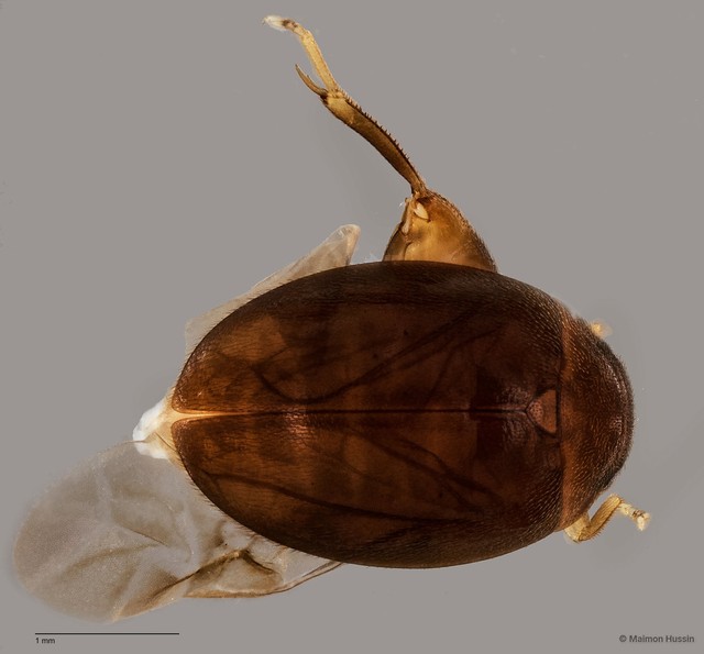 Scirtes sp. "ZRCBDP0055763" • © Maimon Hussin • All Rights Reserved
