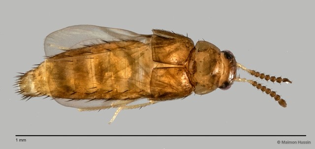 Staphylinidae sp. "cf. Adelarthra ZRCBDP0059654" • © Maimon Hussin • All Rights Reserved