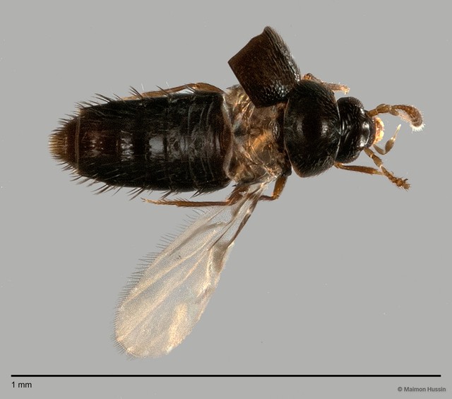 Staphylinidae sp. "cf. Adelarthra ZRCBDP0060577" • © Maimon Hussin • All Rights Reserved