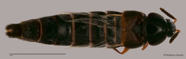 Staphylinidae sp. "cf. Aleochara ZRCBDP0060092" • © Maimon Hussin • All Rights Reserved
