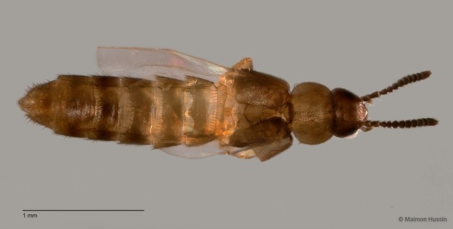 Staphylinidae sp. "cf. Athetini ZRCBDP0058855" • © Maimon Hussin • All Rights Reserved