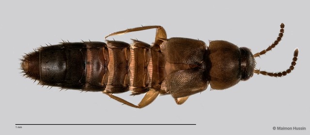 Staphylinidae sp. "cf. Athetini ZRCBDP0059592" • © Maimon Hussin • All Rights Reserved