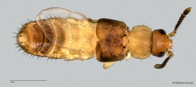 Staphylinidae sp. "cf. Athetini ZRCBDP0059642" • © Maimon Hussin • All Rights Reserved
