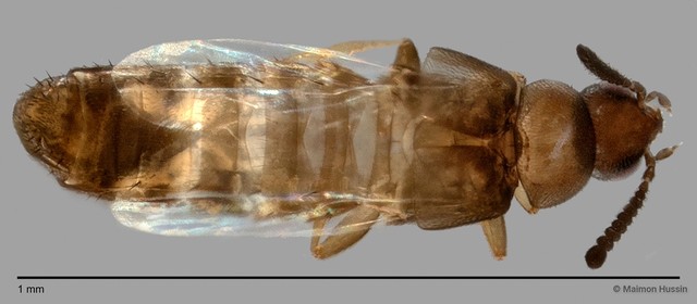 Staphylinidae sp. "cf. Athetini ZRCBDP0060011" • © Maimon Hussin • All Rights Reserved