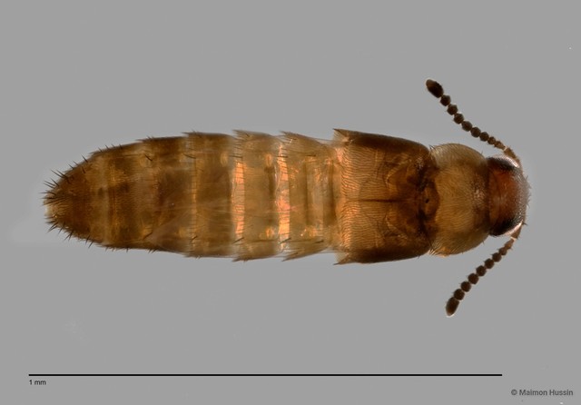 Staphylinidae sp. "cf. Athetini ZRCBDP0060015" • © Maimon Hussin • All Rights Reserved