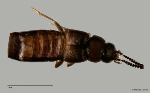 Staphylinidae sp. "cf. Athetini ZRCBDP0060051" • © Maimon Hussin • All Rights Reserved