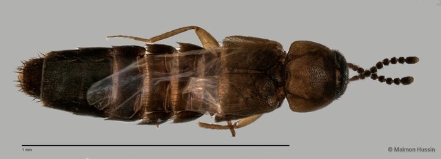Staphylinidae sp. "cf. Athetini ZRCBDP0060077" • © Maimon Hussin • All Rights Reserved