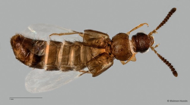 Staphylinidae sp. "cf. Athetini ZRCBDP0060081" • © Maimon Hussin • All Rights Reserved