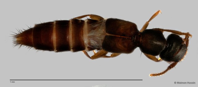 Staphylinidae sp. "cf. Borboropora ZRCBDP0060579" • © Maimon Hussin • All Rights Reserved