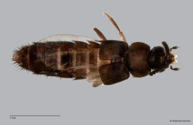 Staphylinidae sp. "cf. Gyrophaena ZRCBDP0058854" • © Maimon Hussin • All Rights Reserved