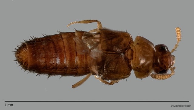 Staphylinidae sp. "cf. Gyrophaena ZRCBDP0058888" • © Maimon Hussin • All Rights Reserved