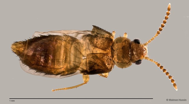 Staphylinidae sp. "cf. Gyrophaena ZRCBDP0059606" • © Maimon Hussin • All Rights Reserved