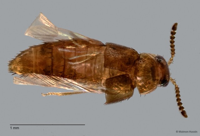 Staphylinidae sp. "cf. Gyrophaena ZRCBDP0060518" • © Maimon Hussin • All Rights Reserved