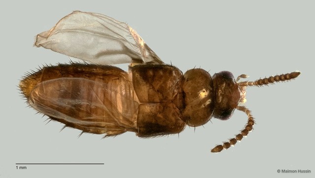 Staphylinidae sp. "cf. Gyrophaena ZRCBDP0060547" • © Maimon Hussin • All Rights Reserved