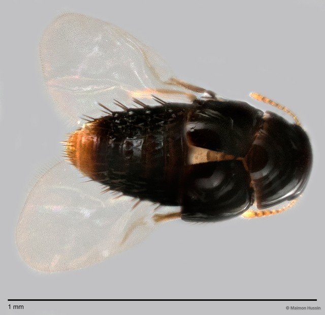 Staphylinidae sp. "cf. Homalotini/Gyrophaenina ZRCBDP0060062" • © Maimon Hussin • All Rights Reserved
