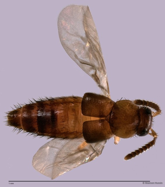 Staphylinidae sp. "cf. Homalotini ZRCBDP0060096" • © Maimon Hussin • All Rights Reserved