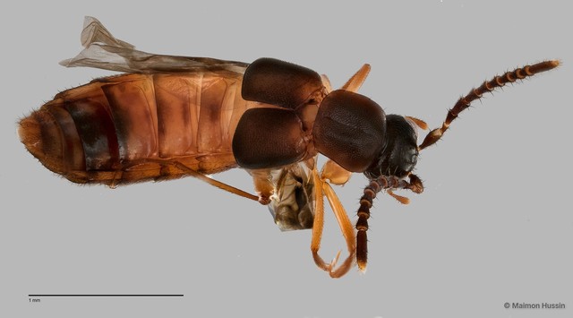 Staphylinidae sp. "cf. Lomechusini ZRCBDP0058844" • © Maimon Hussin • All Rights Reserved