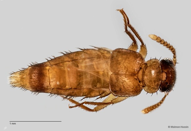 Staphylinidae sp. "cf. Lomechusini ZRCBDP0058867" • © Maimon Hussin • All Rights Reserved