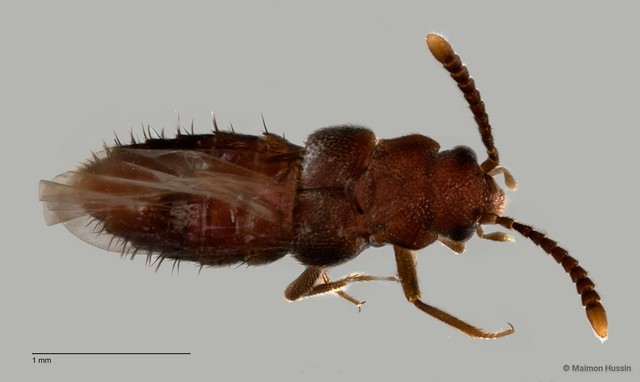 Staphylinidae sp. "cf. Lomechusini ZRCBDP0060027" • © Maimon Hussin • All Rights Reserved