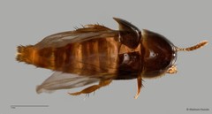 Staphylinidae sp. "cf. Pygostenini ZRCBDP0060533"
