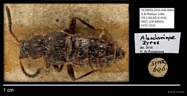 Staphylinidae sp. "cf. Zyras AYC 014" • © Ang Yuchen • All Rights Reserved