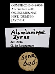 Staphylinidae sp. "cf. Zyras AYC 014" • All Rights Reserved Museum Label