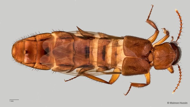 Staphylinidae sp. "cf. Zyras ZRCBDP0058821" • © Maimon Hussin • All Rights Reserved