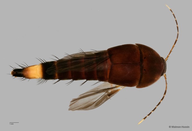 Aleocharinae sp. "ZRCBDP000063721" • © Maimon Hussin • All Rights Reserved