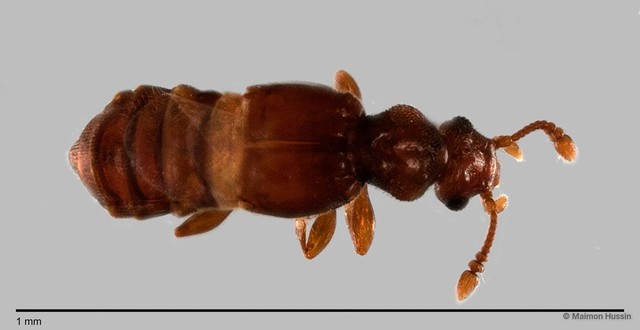 Pselaphinae sp. "ZRCBDP0060016" • © Maimon Hussin • All Rights Reserved