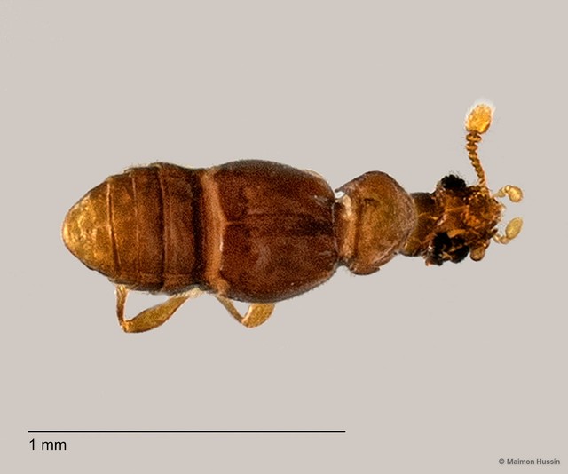 Pselaphinae sp. "ZRCBDP0060035" • © Maimon Hussin • All Rights Reserved