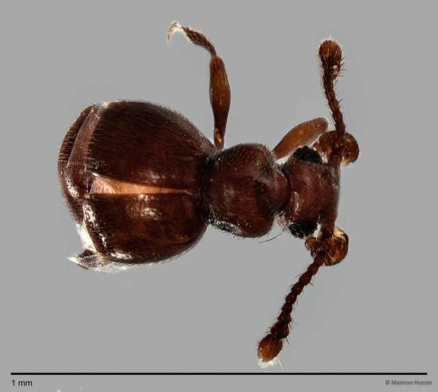 Pselaphinae sp. "ZRCBDP0060048" • © Maimon Hussin • All Rights Reserved