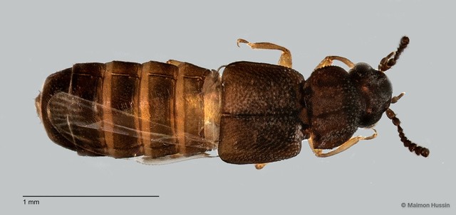 Oxytelinae sp. "ZRCBDP0060072" • © Maimon Hussin • All Rights Reserved