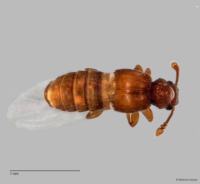 Pselaphinae sp. "ZRCBDP0060079" • © Maimon Hussin • All Rights Reserved