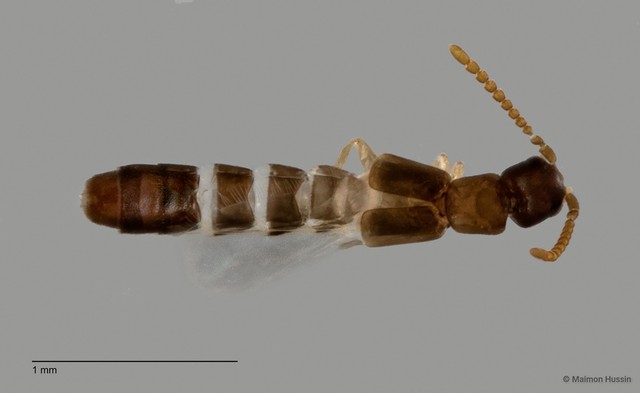 Aleocharinae sp. "ZRCBDP0060084" • © Maimon Hussin • All Rights Reserved