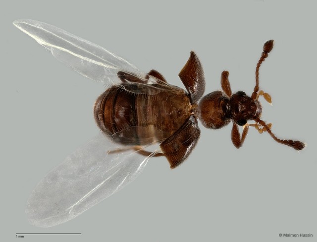 Pselaphinae sp. "ZRCBDP0060091" • © Maimon Hussin • All Rights Reserved