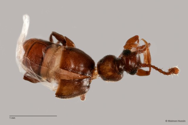 Pselaphinae sp. "ZRCBDP0060094" • © Maimon Hussin • All Rights Reserved