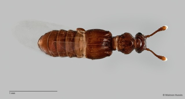 Pselaphinae sp. "ZRCBDP0060490" • © Maimon Hussin • All Rights Reserved