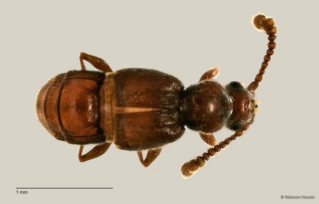 Staphylinidae sp. "ZRCBDP0060502" • © Maimon Hussin • All Rights Reserved